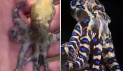 Dünyanın en ölümcül deniz canlılarından birine dokunan turist tehlikeyi sonra fark etti