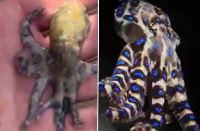 Dünyanın en ölümcül deniz canlılarından birine dokunan turist tehlikeyi sonra fark etti