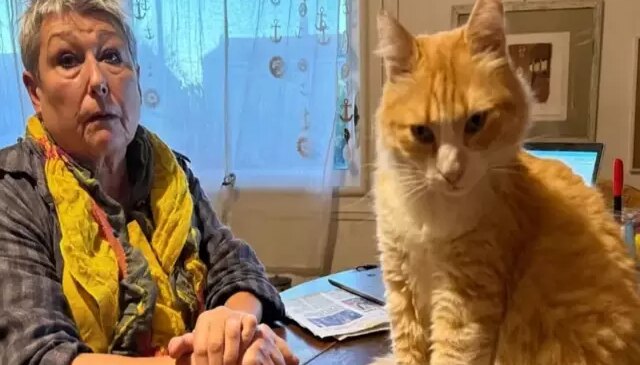 Dünyanın ilk mahpus kedisi! Komşusunu canından bezdirdi, hapsi yedi