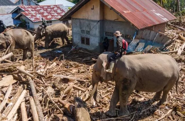 Endonezya’da felaketin boyutu büyüyor, enkazı temizlemek için filler kullanılıyor