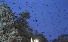 Erzincan’da kargalar sokakları sardı