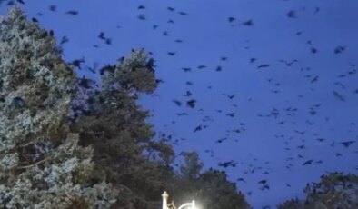 Erzincan’da kargalar sokakları sardı