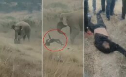 Fil sürüsü köylülere saldırdı! 4 kişi ezilerek can verdi, tehlike geçmiş değil