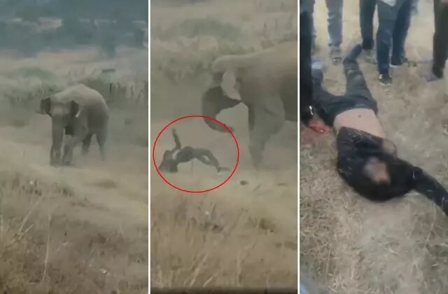 Fil sürüsü köylülere saldırdı! 4 kişi ezilerek can verdi, tehlike geçmiş değil