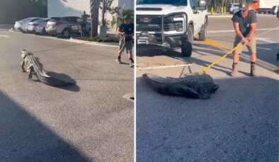 Florida’da marketin önünde 3 metrelik timsah paniği