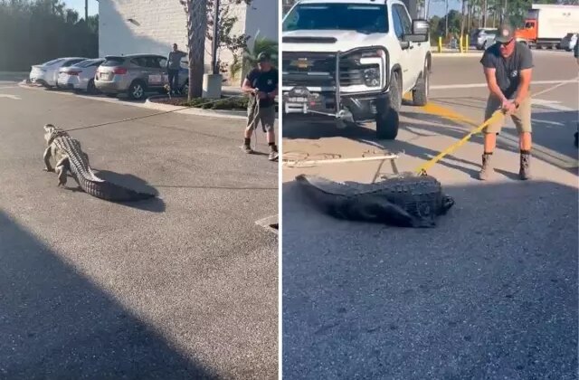 Florida’da marketin önünde 3 metrelik timsah paniği