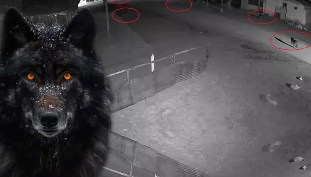 Görüntü Alaska’dan değil Türkiye’den! Bölge sakinleri endişeli