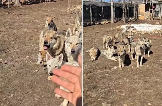 Görüntü Türkiye’den! Videoyu izleyenler olan bitene inanamıyor