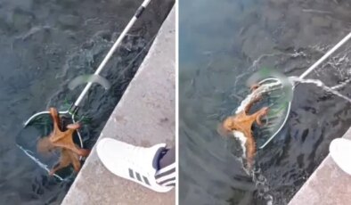 Görüntüler Türkiye’den! Büyüklüğü ağızları açık bıraktı