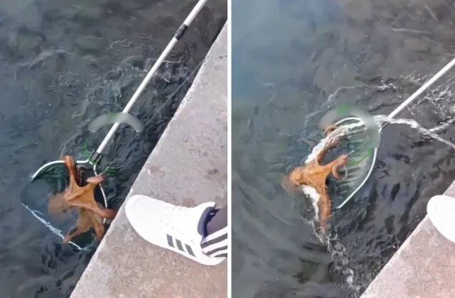 Görüntüler Türkiye’den! Büyüklüğü ağızları açık bıraktı