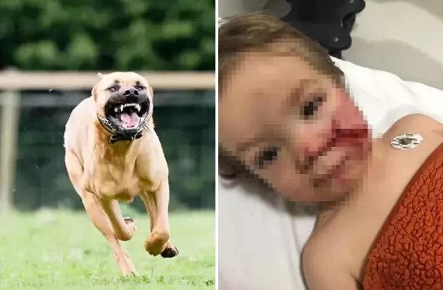 İki küçük çocuğa dehşeti yaşatan pitbull cinsi köpeğin sahibi tutuklandı