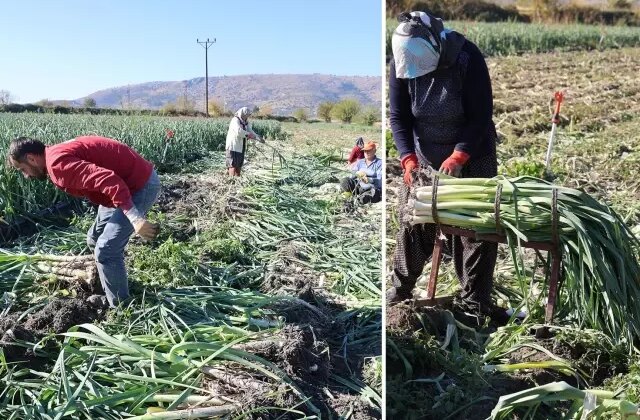 Yüzlerce dönümlük hasat! İlçenin tamamı kokmaya başladı, işçiler adeta akın etti