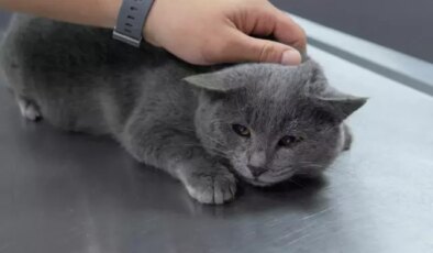 İştahsız kedisini veterinere götüren çift hayatının şokunu yaşadı