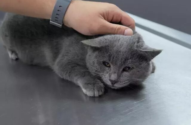 İştahsız kedisini veterinere götüren çift hayatının şokunu yaşadı