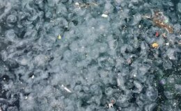 İstanbul’un göbeğinde korkutan görüntü! Binlercesi kıyıya vurdu