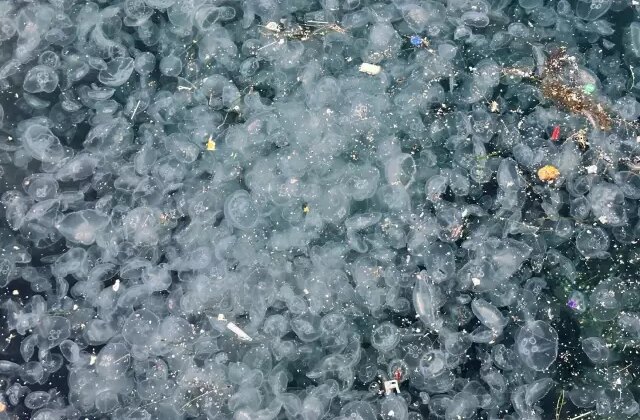 İstanbul’un göbeğinde korkutan görüntü! Binlercesi kıyıya vurdu