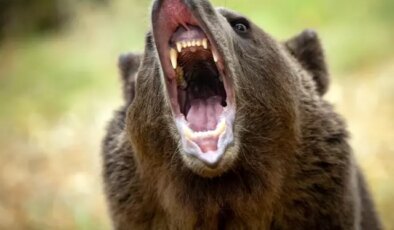 Japonya’da ayı saldırılarının sayısı 230’a ulaşarak rekor kırdı