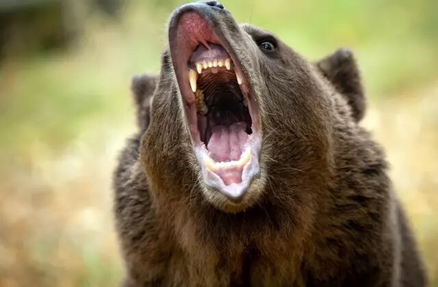 Japonya’da ayı saldırılarının sayısı 230’a ulaşarak rekor kırdı