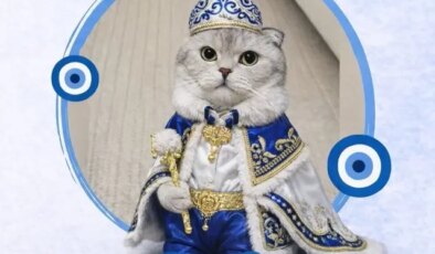 Kedi sahibinden sünnet konseptli kısırlaştırma töreni