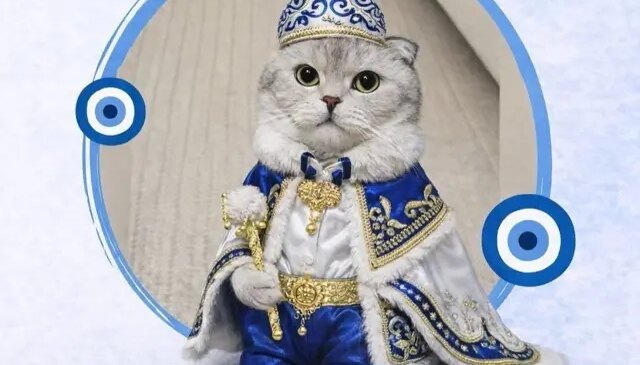 Kedi sahibinden sünnet konseptli kısırlaştırma töreni