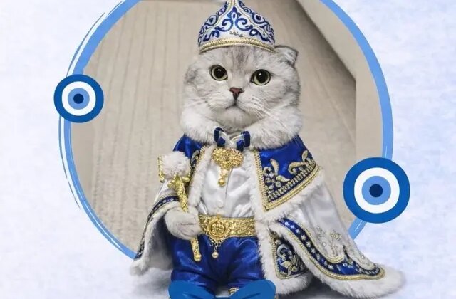 Kedi sahibinden sünnet konseptli kısırlaştırma töreni