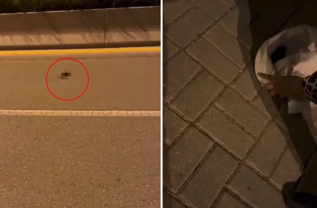 Kedi ya da köpek değil! “Çocuğum” dediği canlıyı ağlaya ağlaya veterinere götürdü