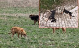 Kenti sarsan iddia: “Zehirlenerek öldürüldüler”