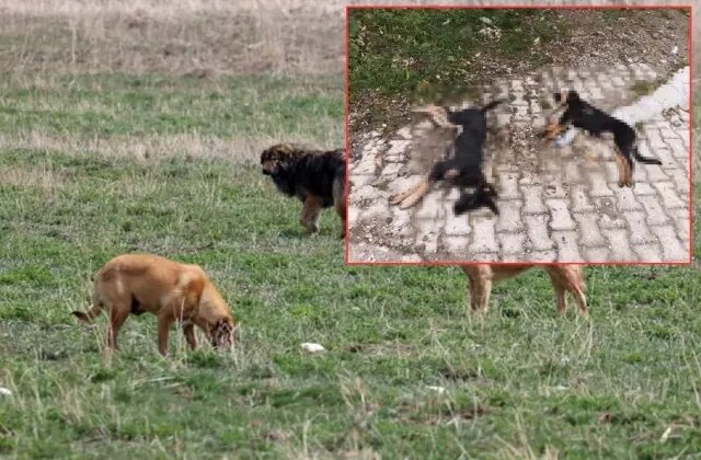 Kenti sarsan iddia: “Zehirlenerek öldürüldüler”