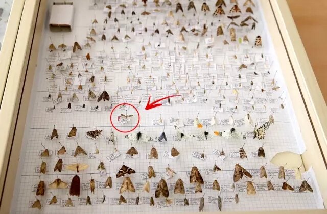 Keşfettiği yeni güve türüne eşinin adını verdi