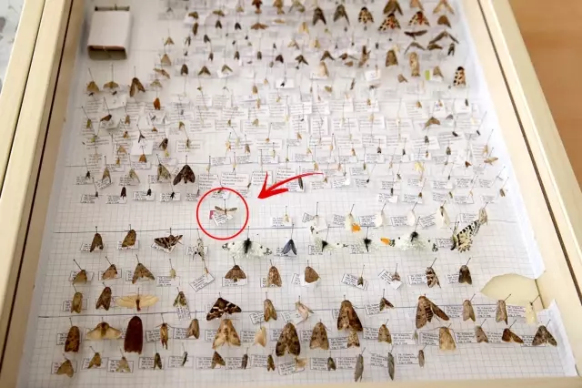 kesfettigi yeni guve turune esinin adini verdi 19342882 6158 o