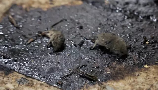 Kilis’te mide bulandıran hijyen skandalı: Merdiven altı üretimde fareler bulundu