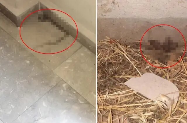 Kız yurdunda çekildiği söylenen görüntüler vahim