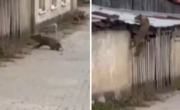 Köpek sesi duyunca ne yapacağını bilemedi! O anlar kameralarda