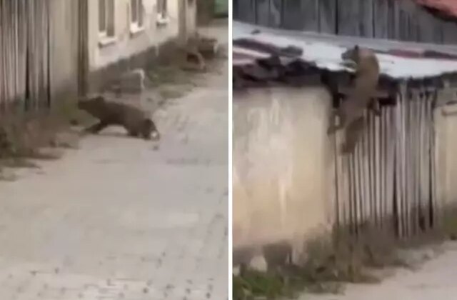 Köpek sesi duyunca ne yapacağını bilemedi! O anlar kameralarda
