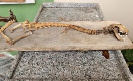 Ahırda bulan köylü dondu kaldı! 55 santim boyunda, yırtıcı dişlere sahip