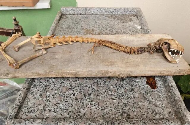 Ahırda bulan köylü dondu kaldı! 55 santim boyunda, yırtıcı dişlere sahip