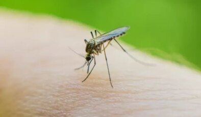 Küba’da 33 kişi sivrisinekler nedeniyle hayatını kaybetti