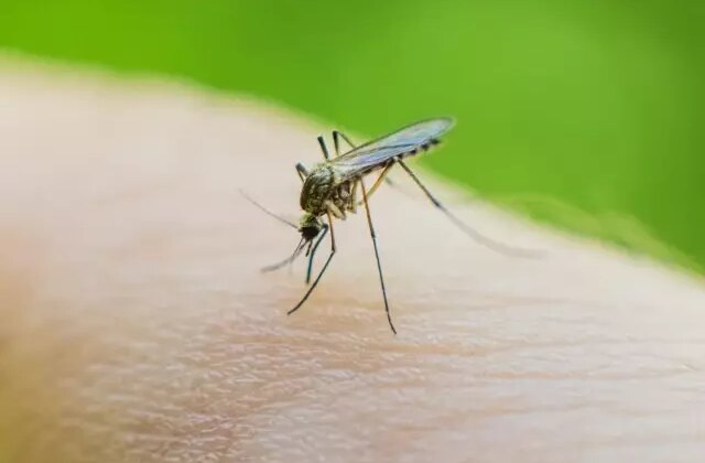 Küba’da 33 kişi sivrisinekler nedeniyle hayatını kaybetti