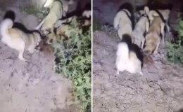 Nesli koruma altındaki özel türü kangallara parçalatıp kayda aldı