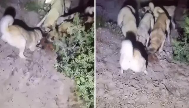 Nesli koruma altındaki özel türü kangallara parçalatıp kayda aldı