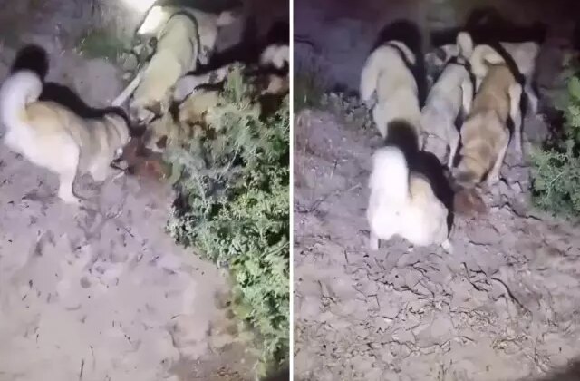 Nesli koruma altındaki özel türü kangallara parçalatıp kayda aldı