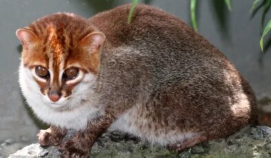 Nesli tükendi sanılan kedi türü 30 yıl sonra ortaya çıktı