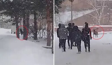 Okul bahçesine giren kurt köpeği öğrencilere saldırdı; 3 yaralı