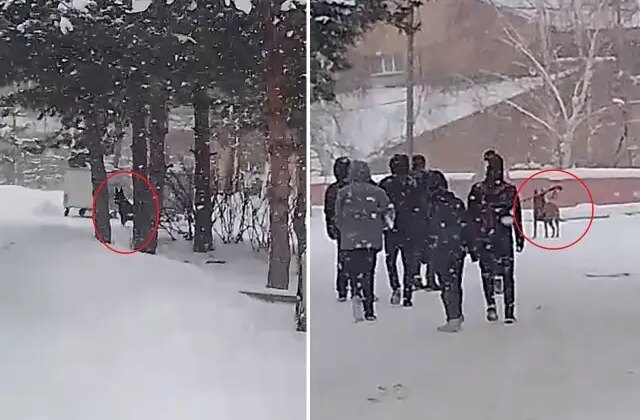 Okul bahçesine giren kurt köpeği öğrencilere saldırdı; 3 yaralı