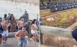 Plaj katliamı sonrası Müslüman mezarlığına domuz kafaları bırakıldı