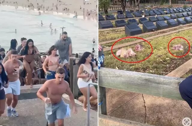 Plaj katliamı sonrası Müslüman mezarlığına domuz kafaları bırakıldı