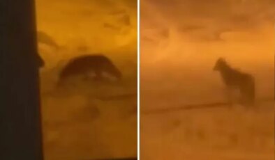 Şehir merkezine kurt indi! O anlar kameralarda