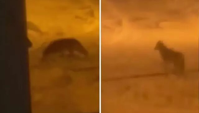 Şehir merkezine kurt indi! O anlar kameralarda