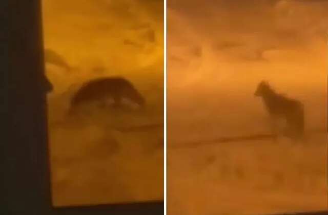 Şehir merkezine kurt indi! O anlar kameralarda