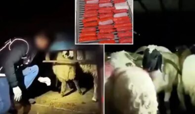 Şeytani plan! Kilolarca uyuşturucuyu hayvanların karın boşluklarına yerleştirmişler